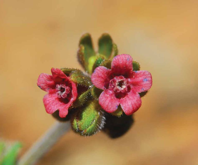 Cynoglossum troodi — Cynoglossum troodi