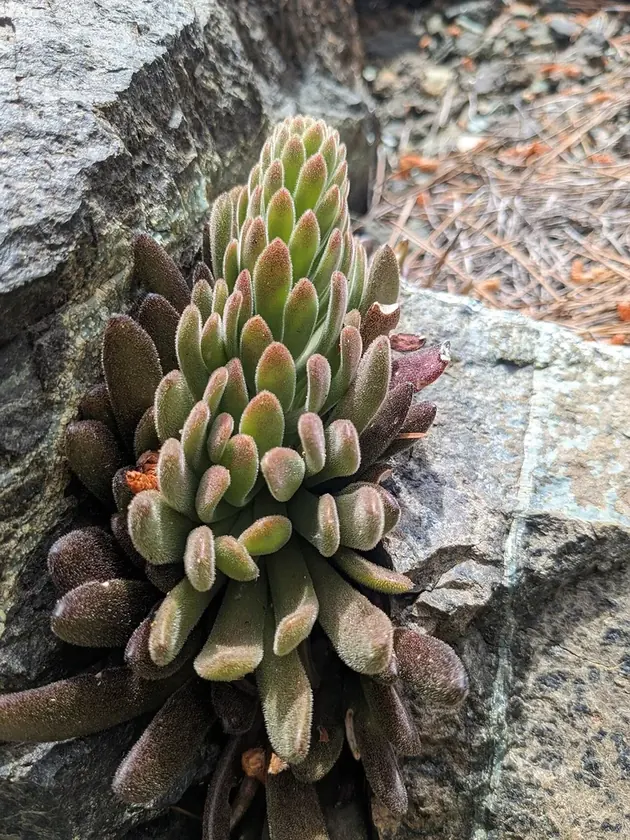 Sedum microstachyum - φωτογραφία αναφοράς του είδους