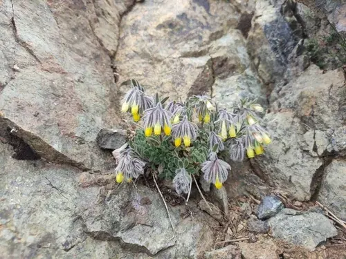 Onosma troodi - Onosma troodi (στα Αγγλικά)