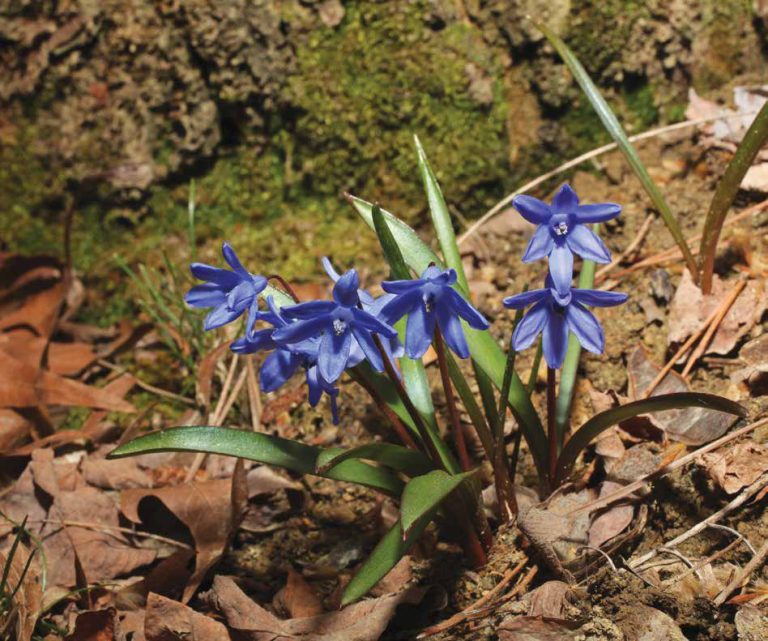 Scilla lochiae - το Chionodoxa lochiae (στα Αγγλικά)