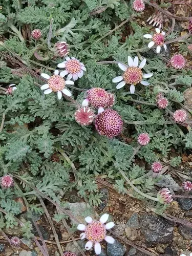Anthemis plutonia - Anthemis plutonia (στα Αγγλικά)